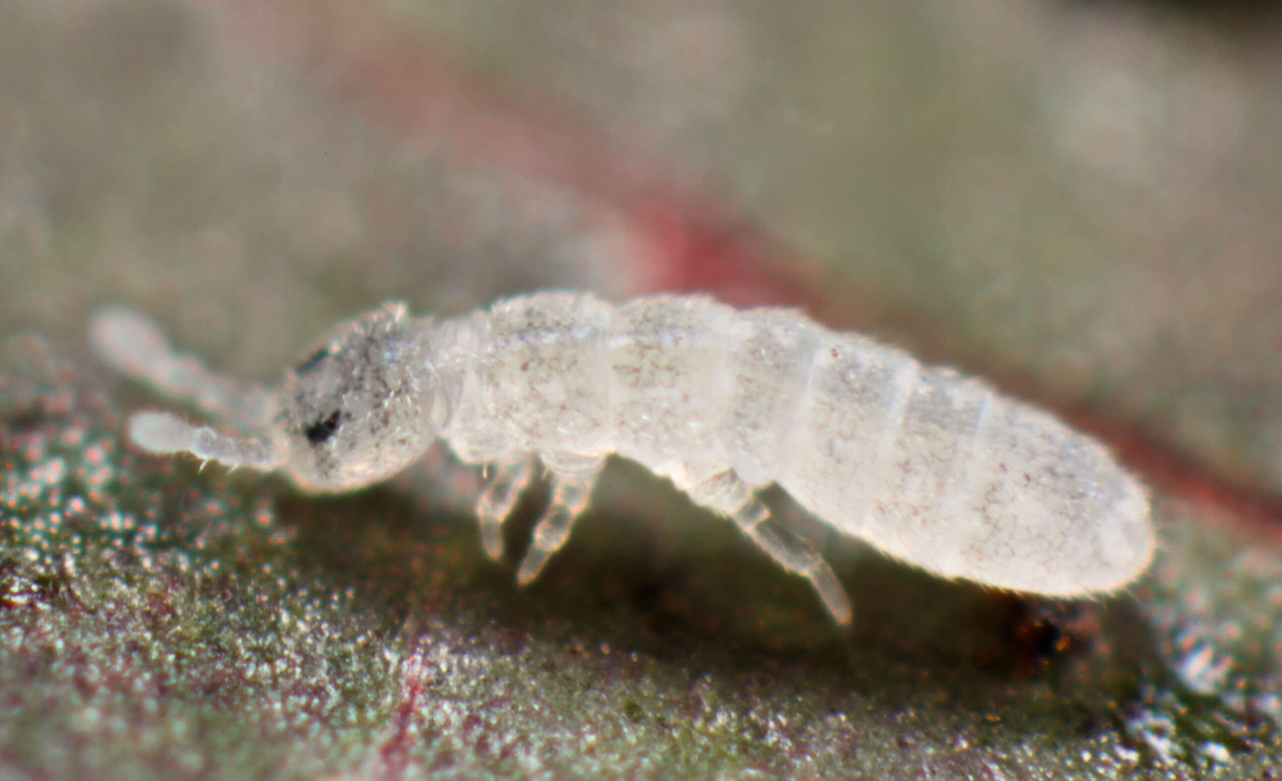 Image of Springtail