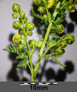 Image of sweet sagewort