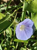 Image of Ivyleaf morning-glory