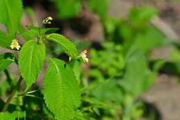 Image of small balsam