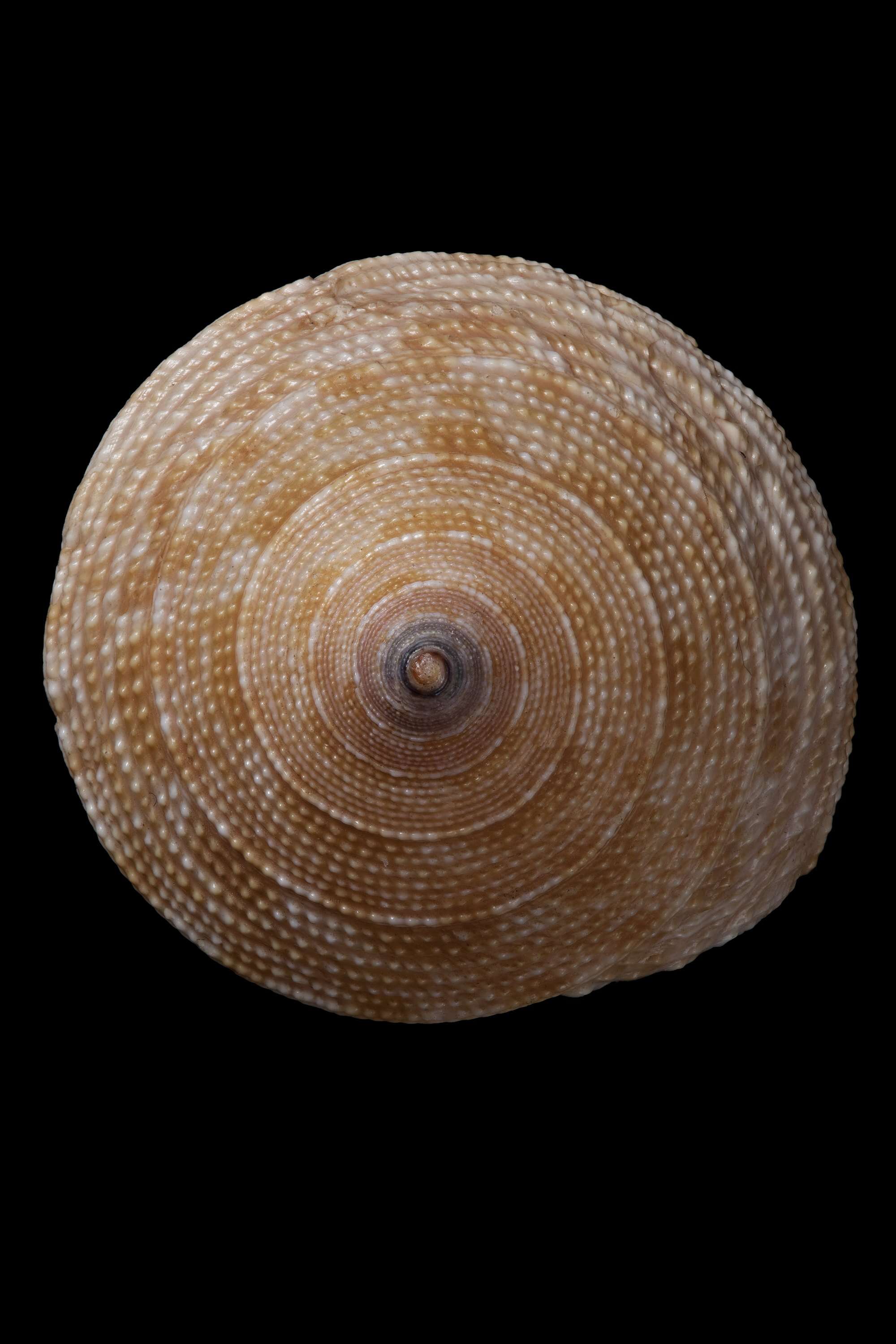 Image of Astele armillata (Wood 1828)