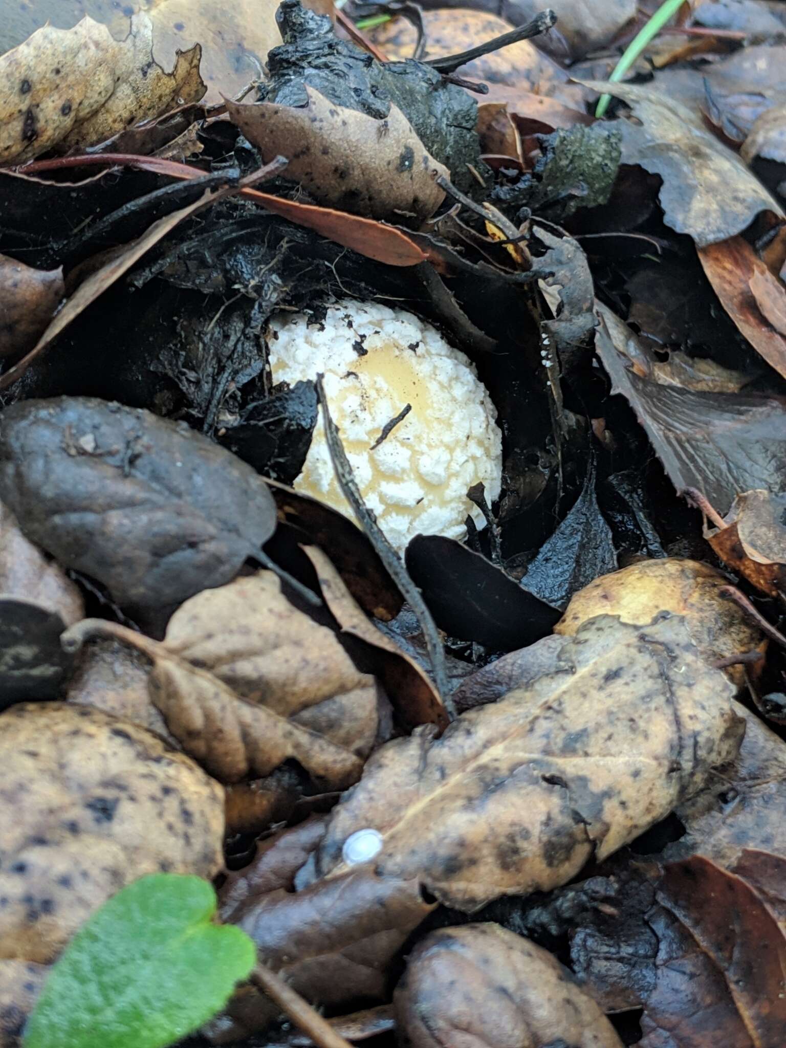 Image of gemmed Amanita