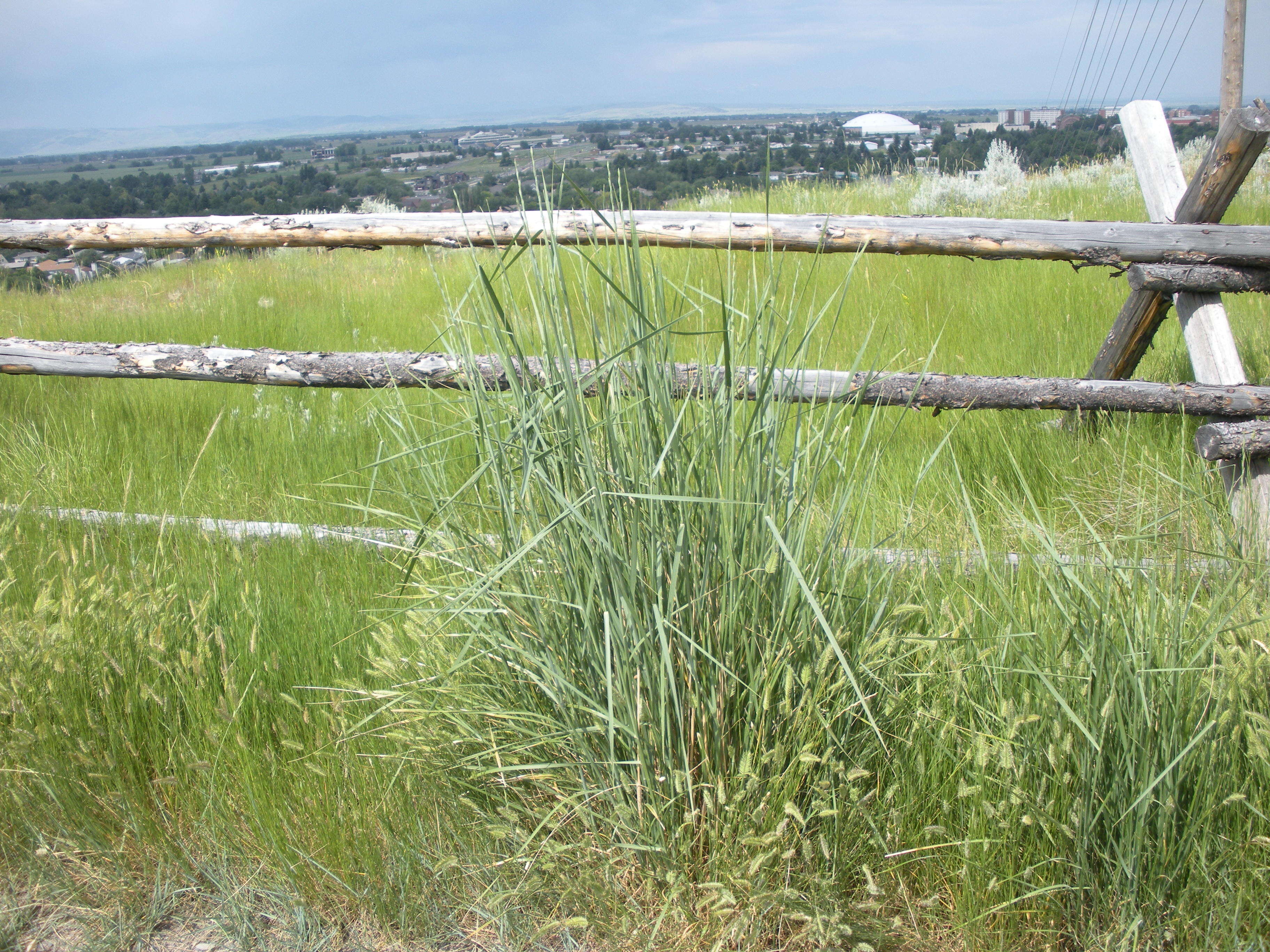 Image of intermediate wheatgrass