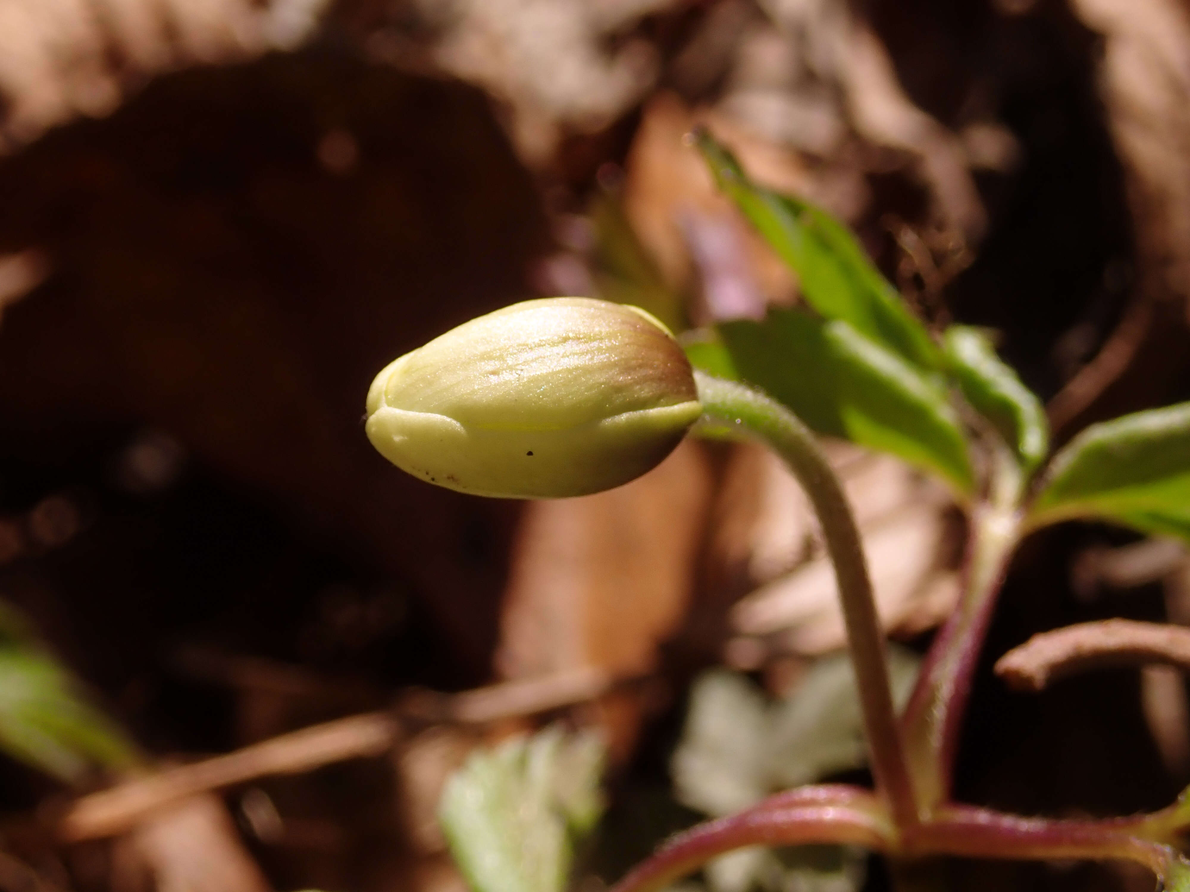 Imagem de Anemone nemorosa L.