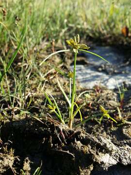 Image of Yellow Flat Sedge