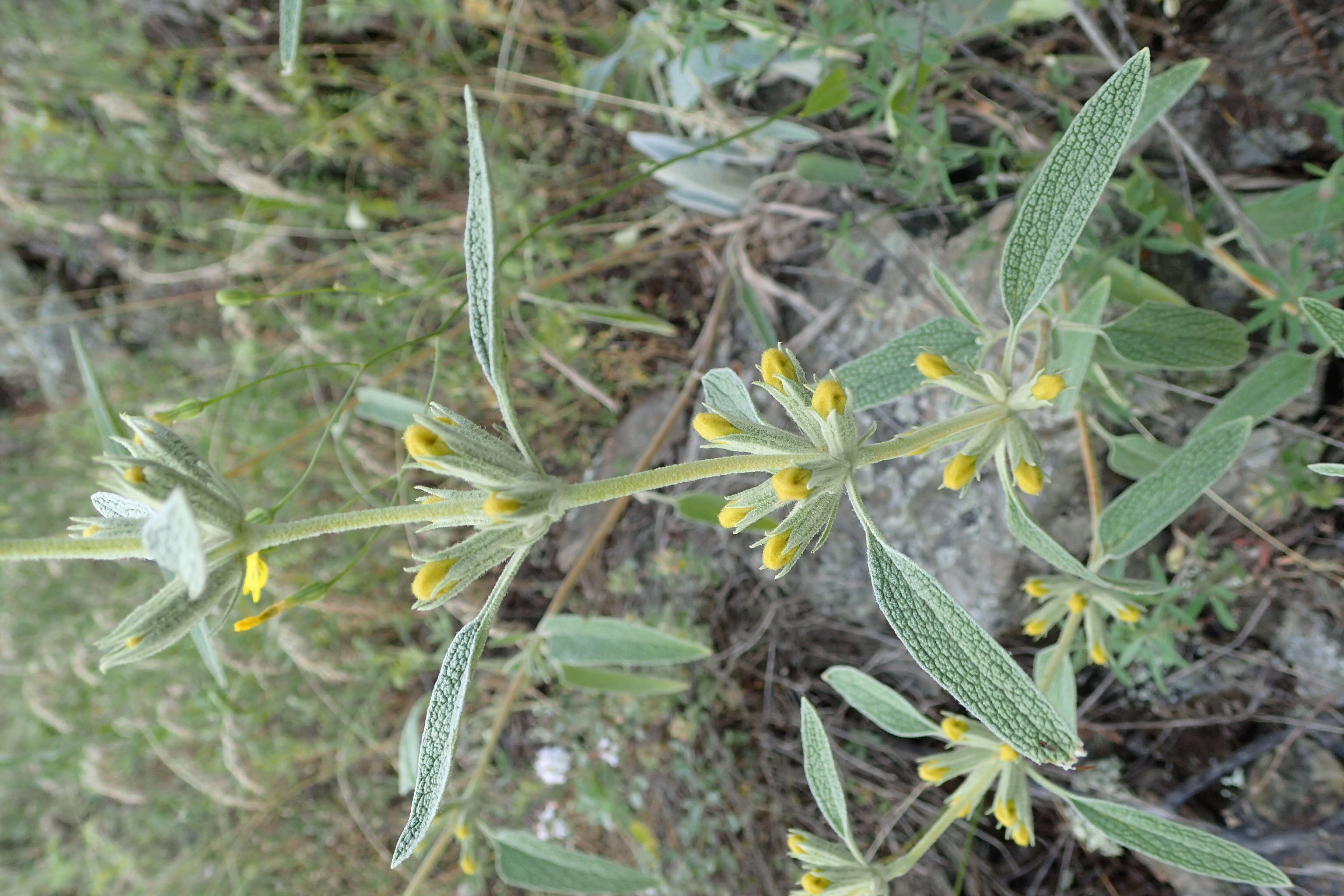 Image of Phlomis armeniaca Willd.