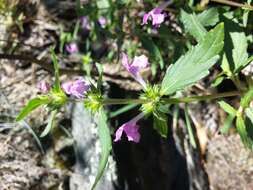 Image of Red hemp nettle