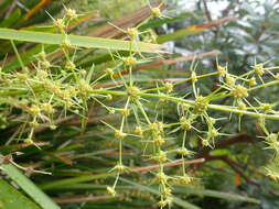 Image of Lomandra hystrix (R. Br.) L. R. Fraser & Vickery