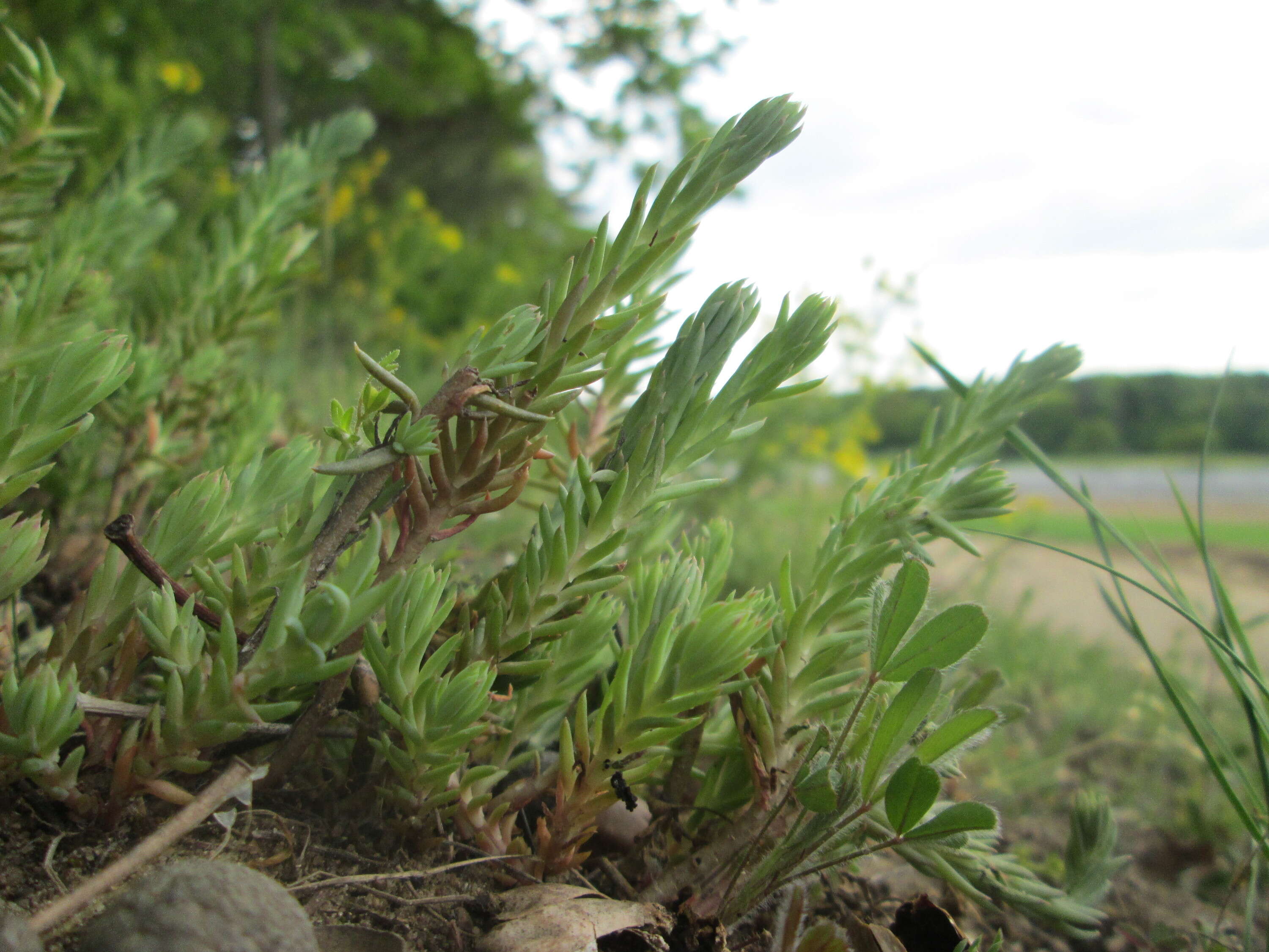 Image of Petrosedum rupestre (L.) P. Heath