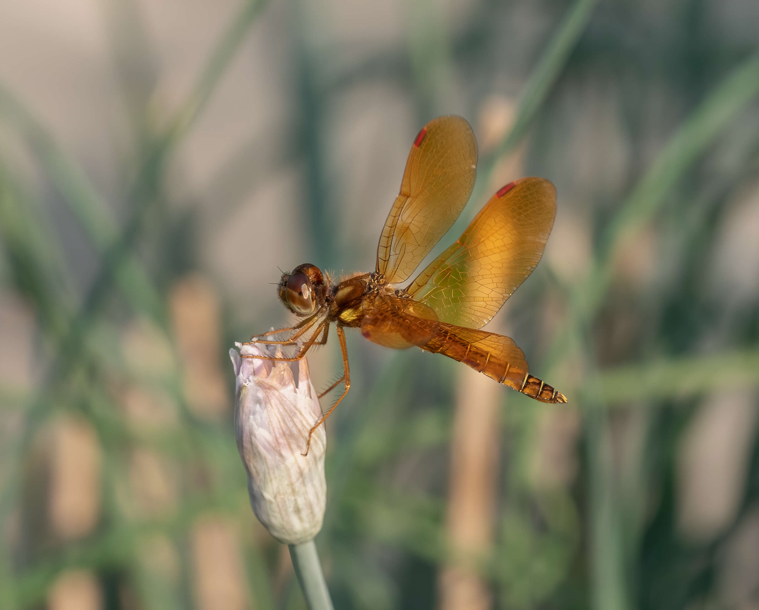 Image of Eastern Amberwing