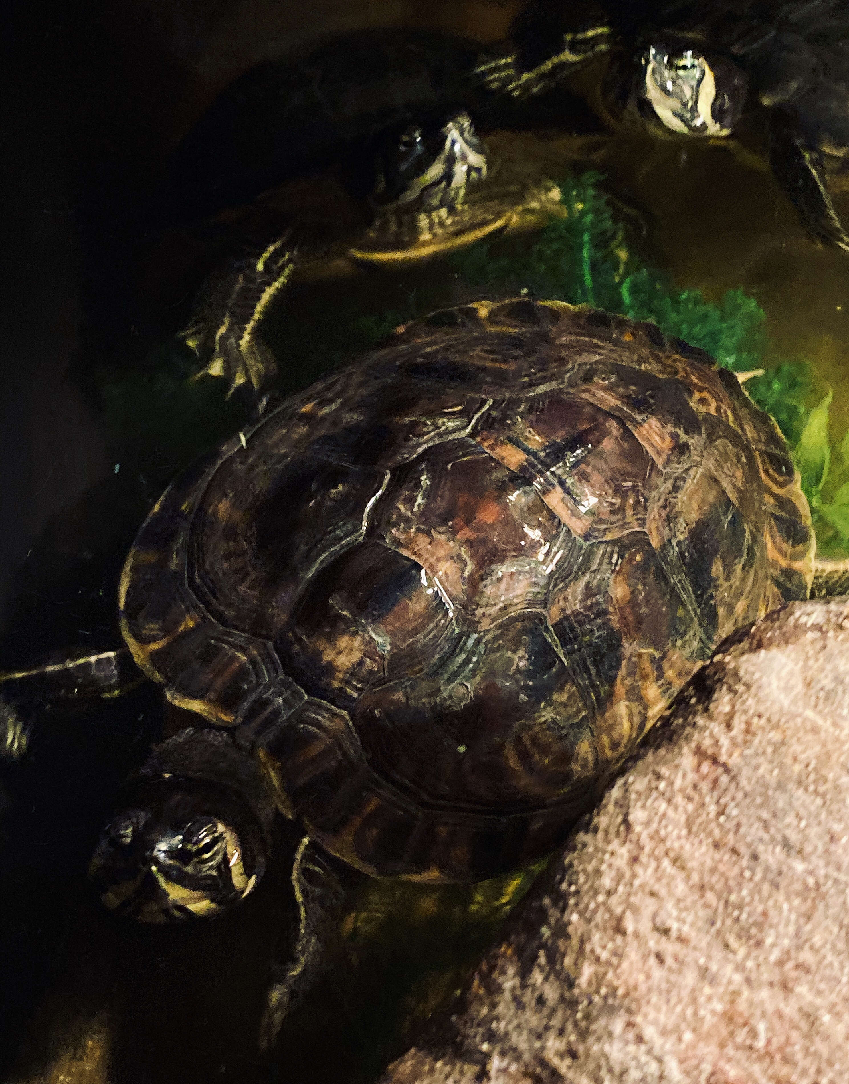 Image of yellow-bellied slider