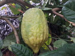 Image of citron