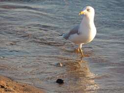 Image of Ring-billed Gull