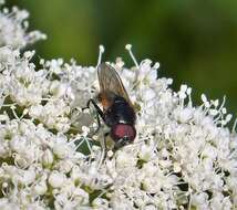 صورة Cheilosia impressa (Loew 1840)