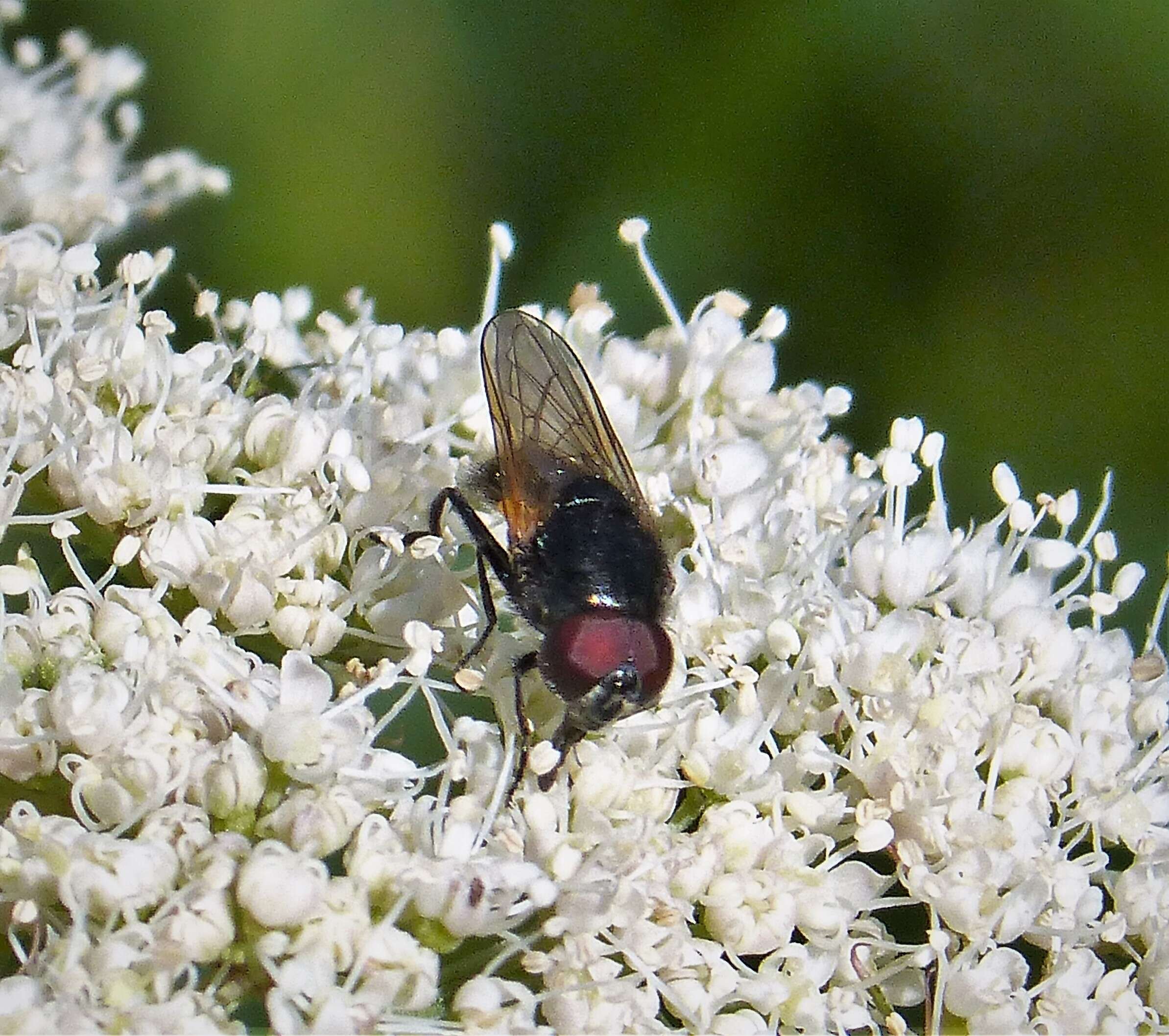 صورة Cheilosia impressa (Loew 1840)