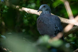 Image of Nilgiri Wood Pigeon