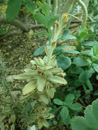 Image of Kalanchoe tomentosa Baker