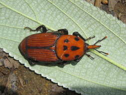 Image of Red palm weevil