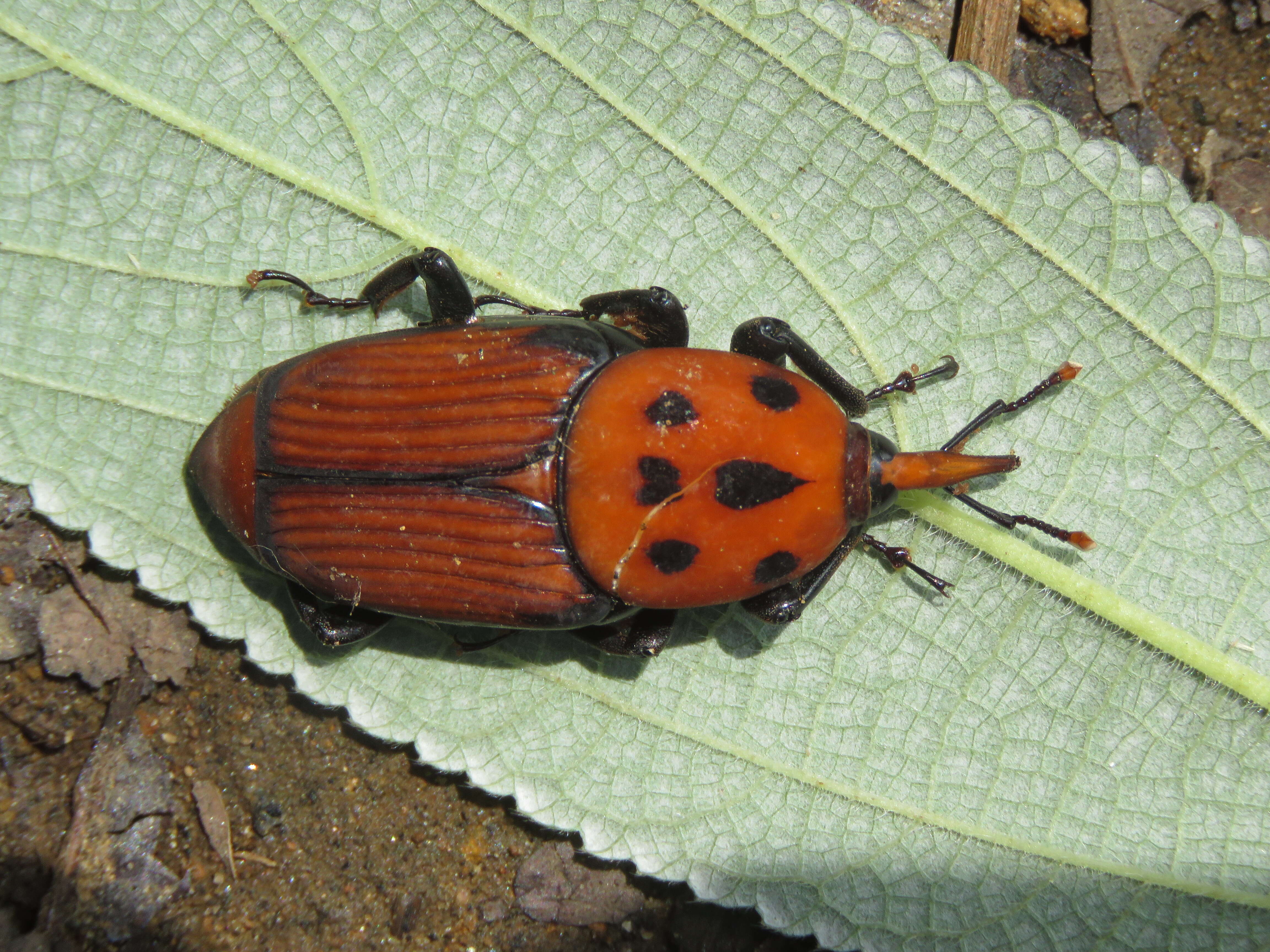 Imagem de Rhynchophorus ferrugineus (Olivier & A. G. 1791)