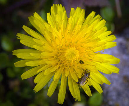 Image of Common Dandelion