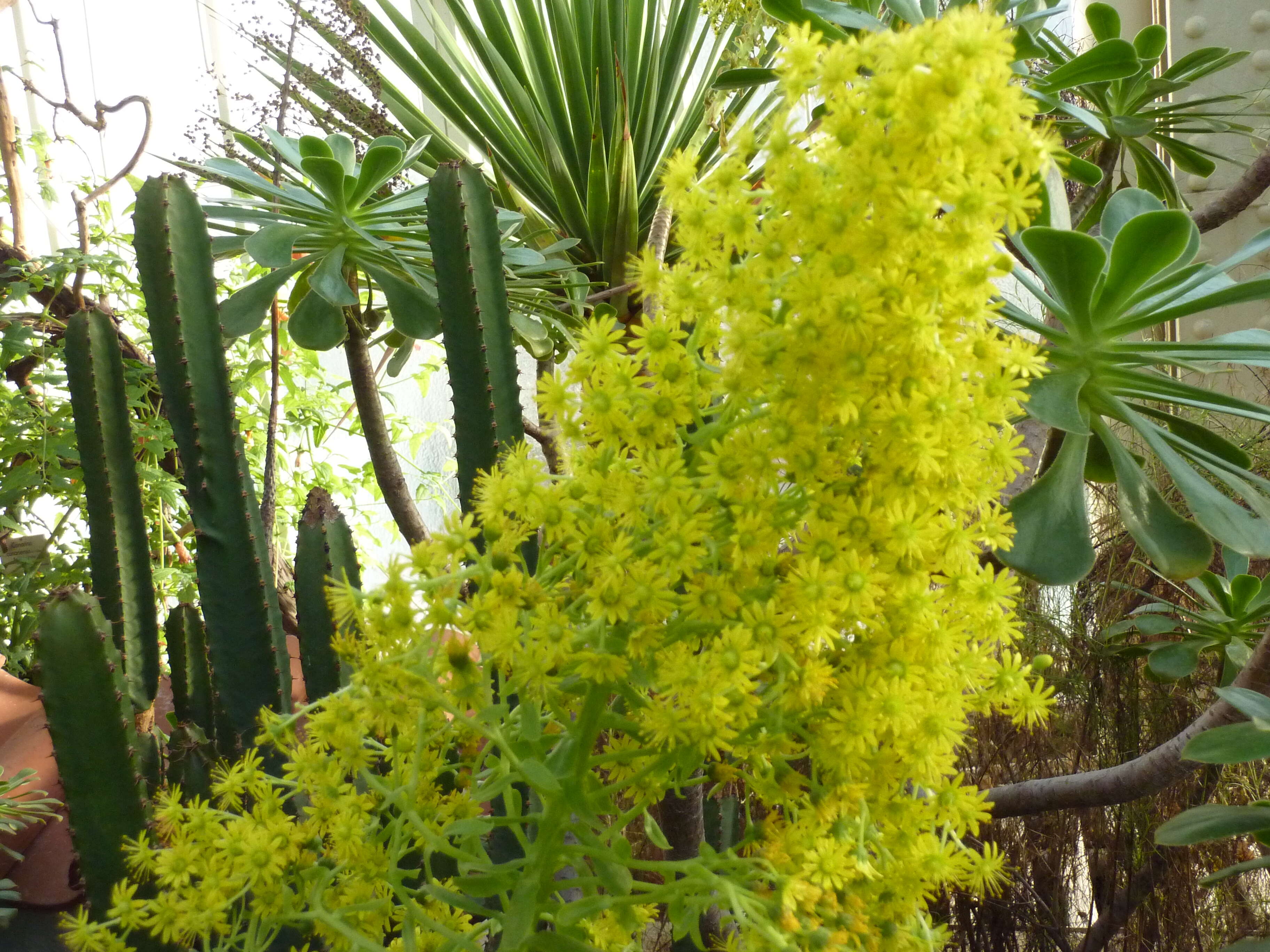 Image of Aeonium arboreum subsp. holochrysum (H. Y. Liu) Bañares