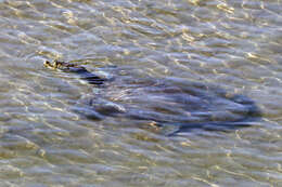 Image of Ganges soft-shelled turtle