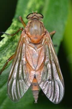 Image of Marsh Snipe fly