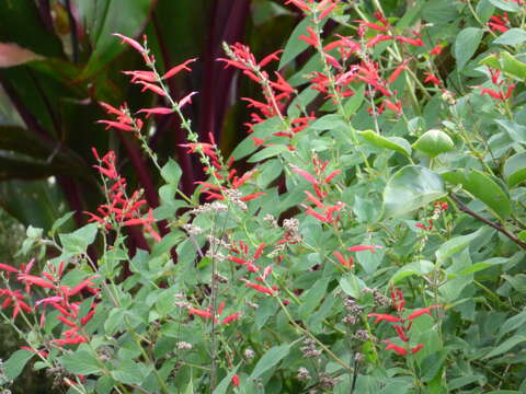 Image of pineapple sage