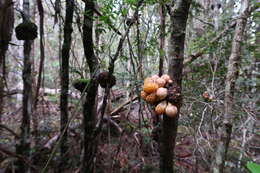 Image of beech orange (fungus)