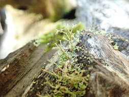 Image of Cladonia furcata