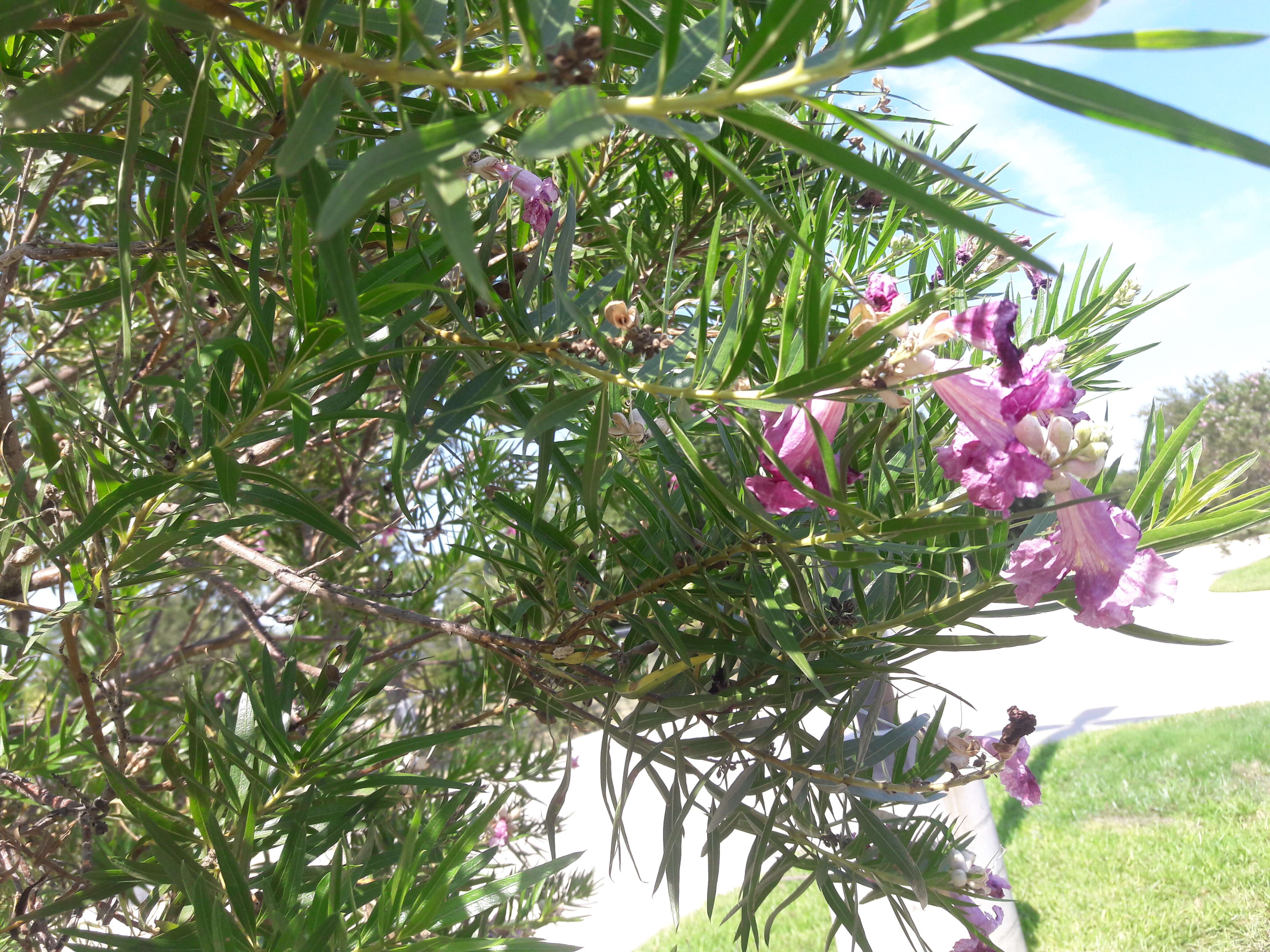 Image of desert willow