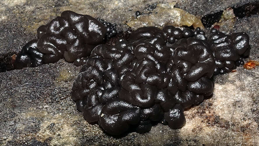 Image of Black Witches' Butter