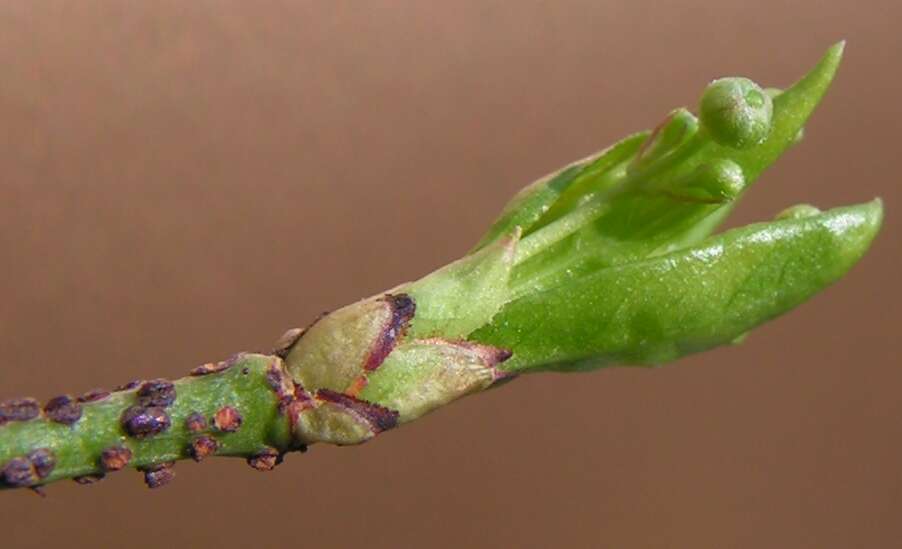 Image of Euonymus verrucosus Scop.