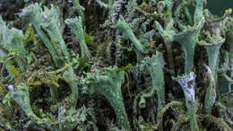Image of cup lichen