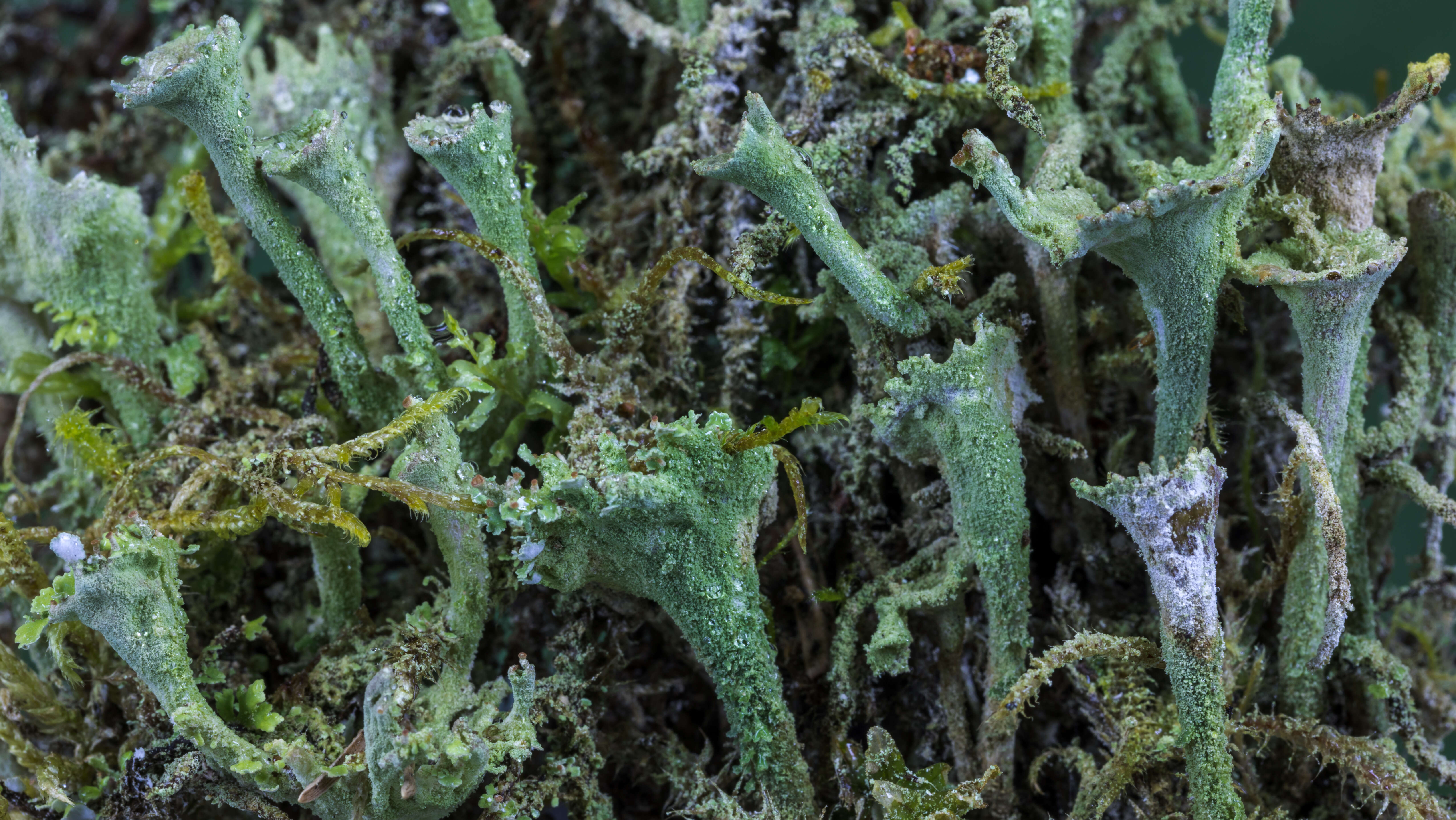 Image of cup lichen