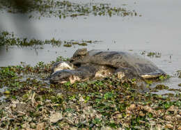 Image of Black soft-shell turtle