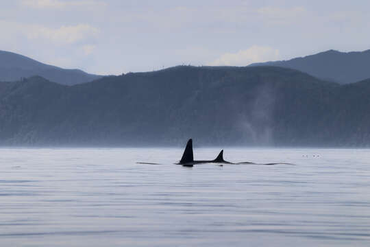 Image of killer whale