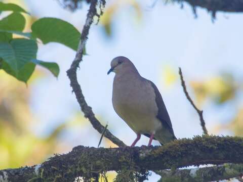 Image of White-tipped Dove