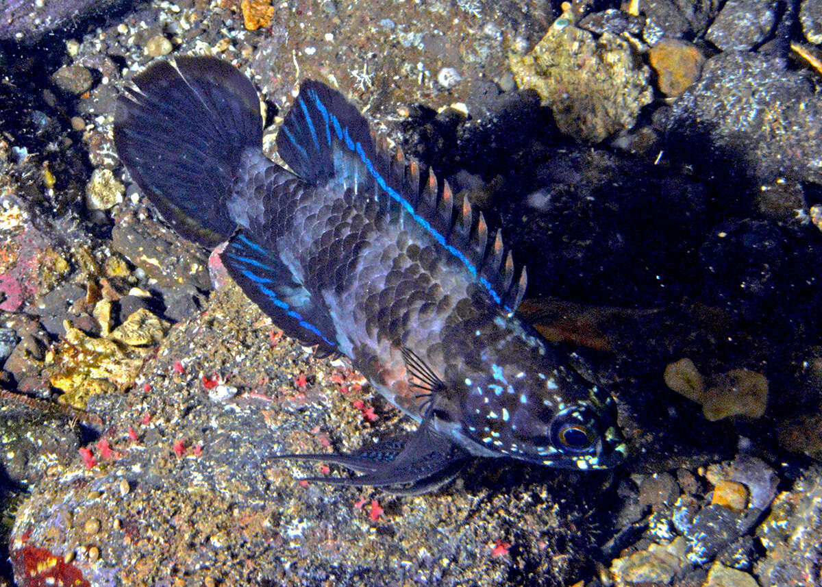 Image of Banded devilfish