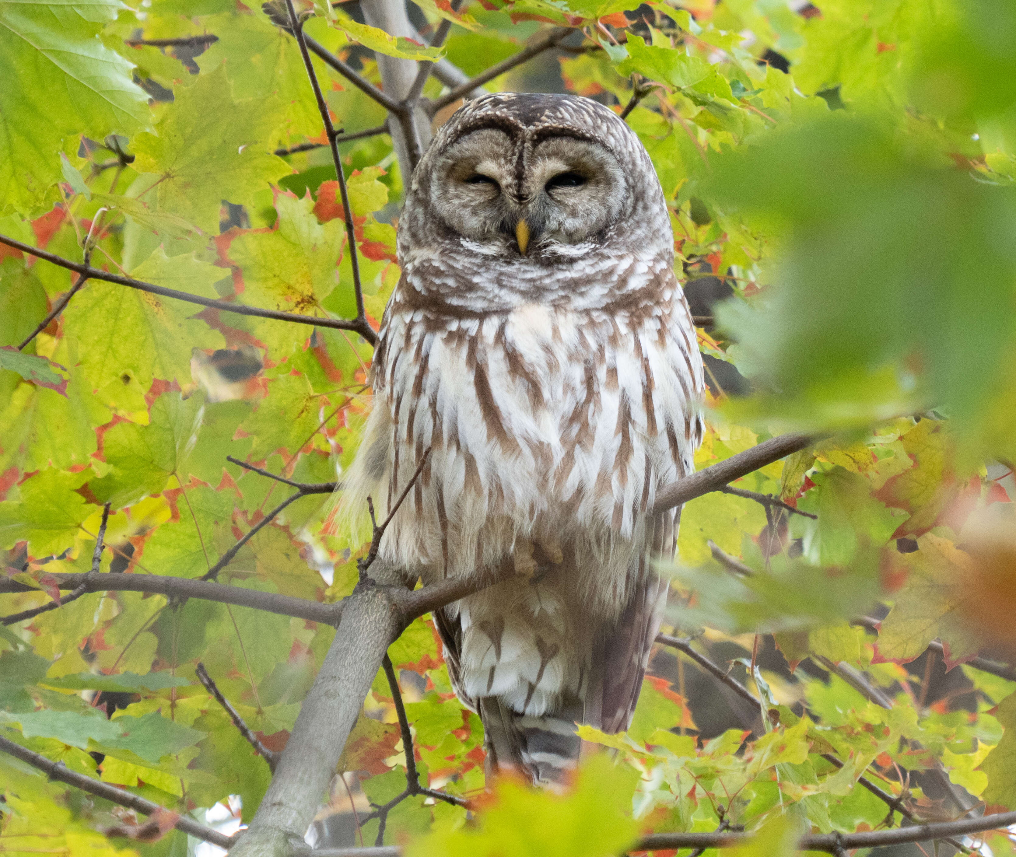 Image of Barred Owl