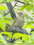 Image of Scaly-bellied Woodpecker