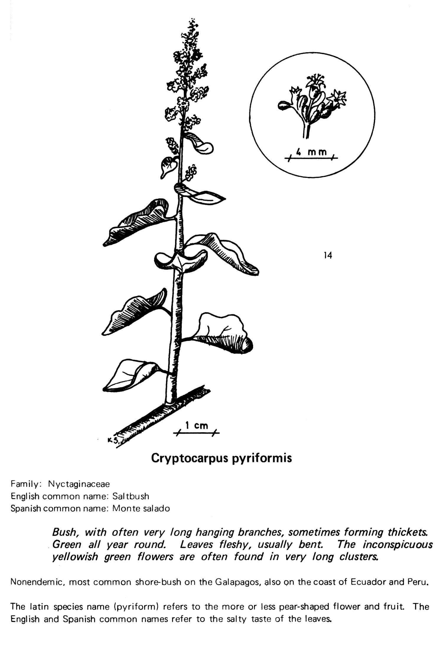 Image de Cryptocarpus