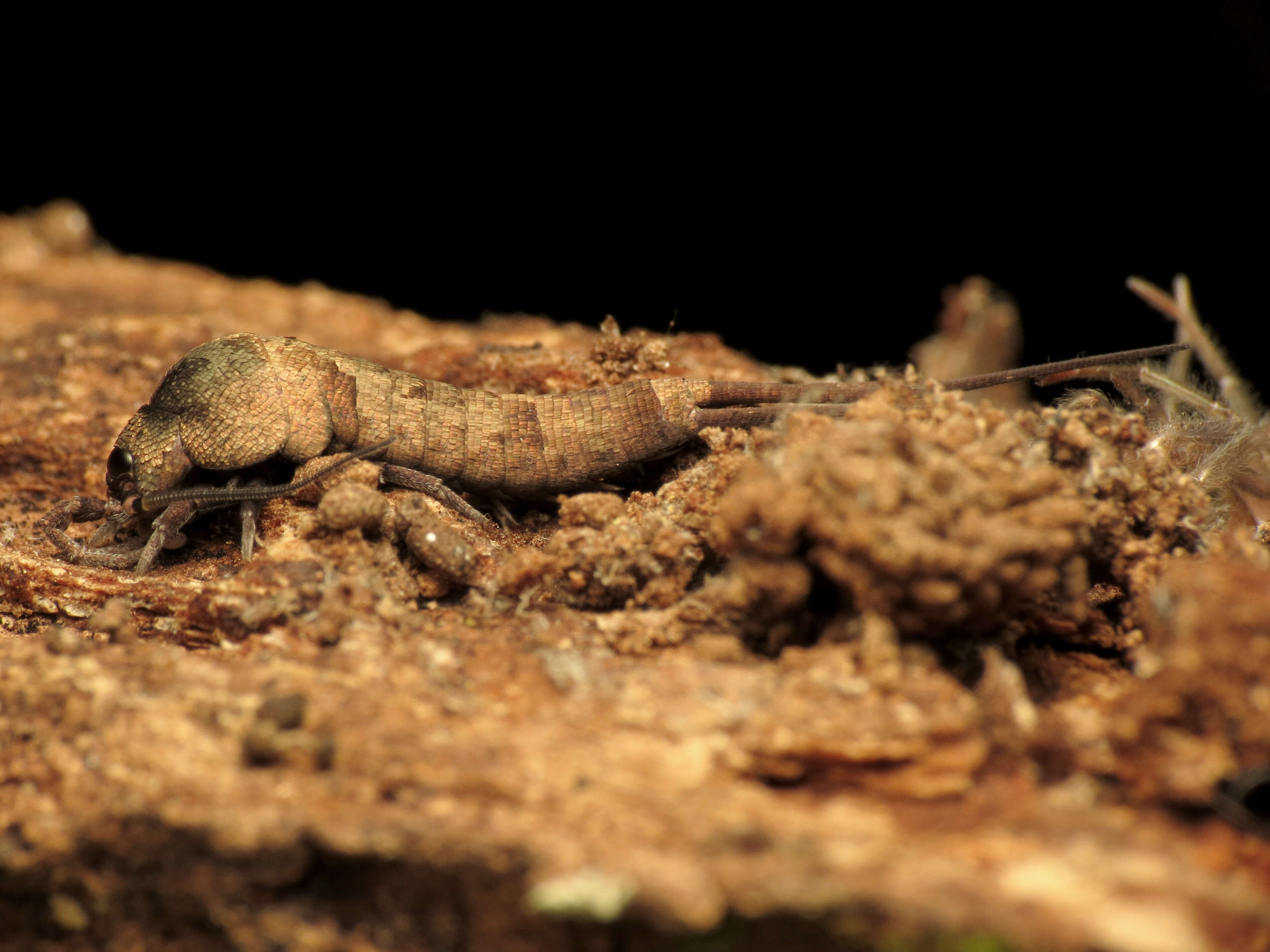 Image of jumping bristletails