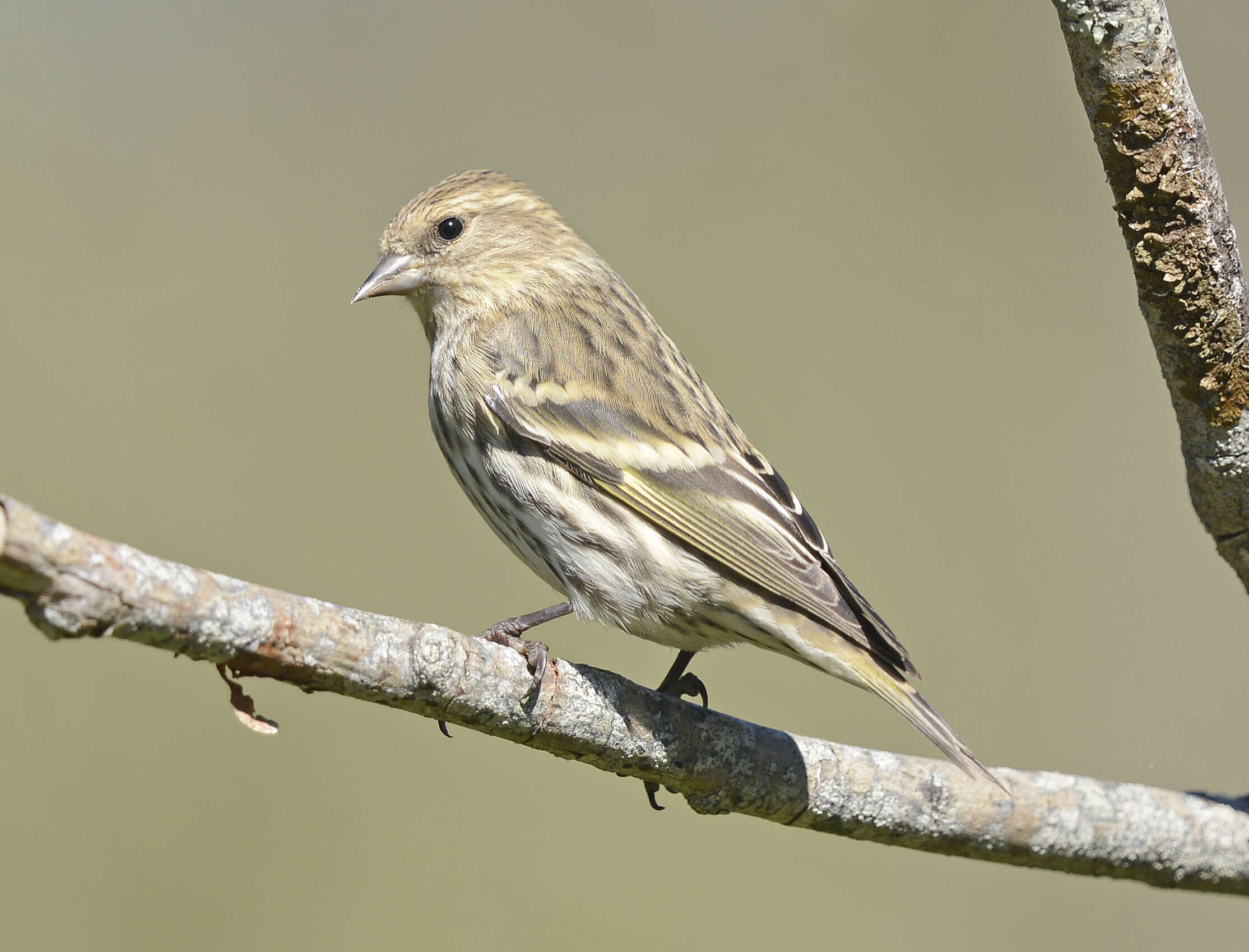 Image of Pine Siskin