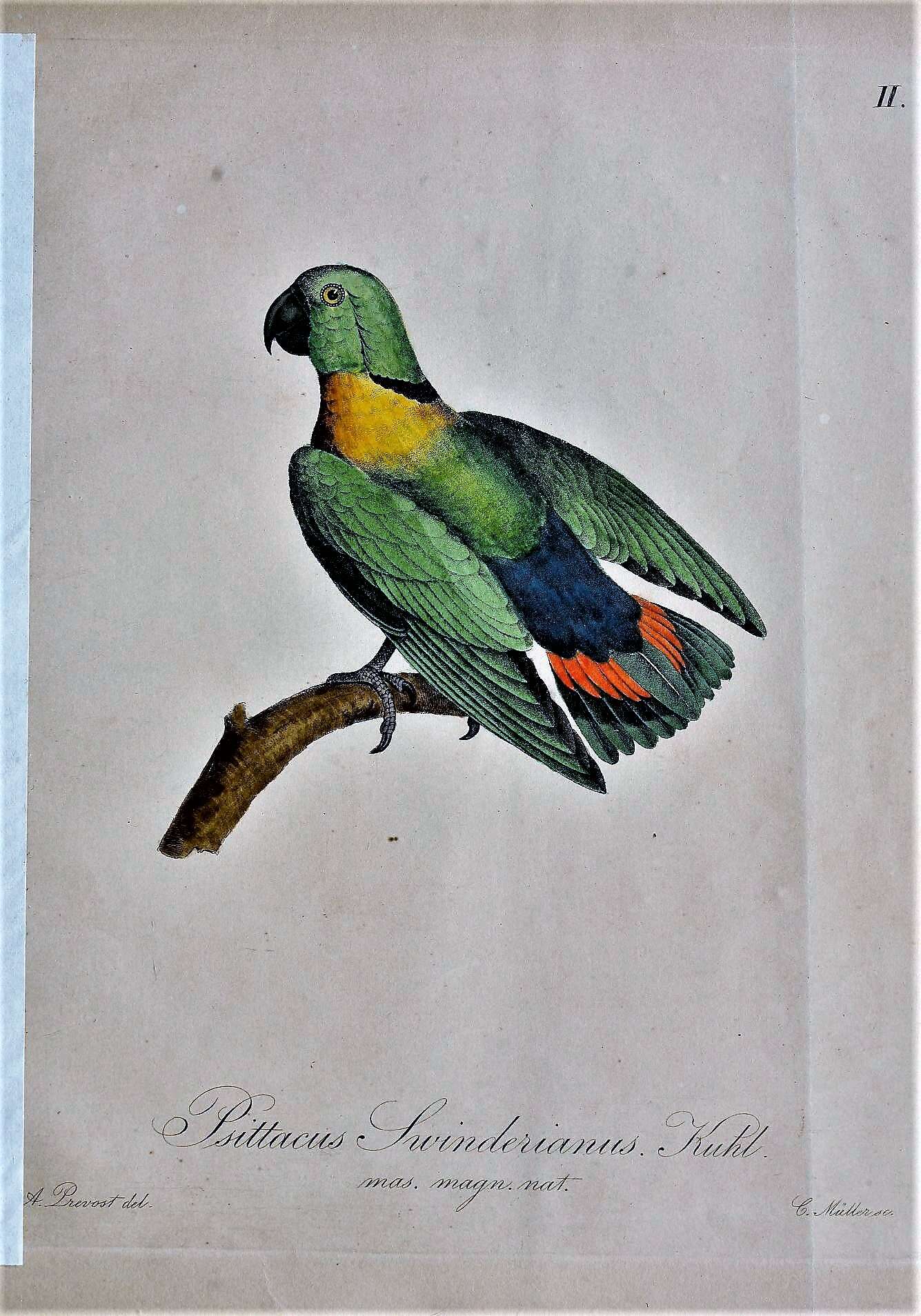 Image of Black-collared Lovebird