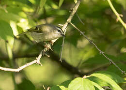 Image of Golden-crowned Kinglet