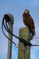 Image of Swainson's Hawk