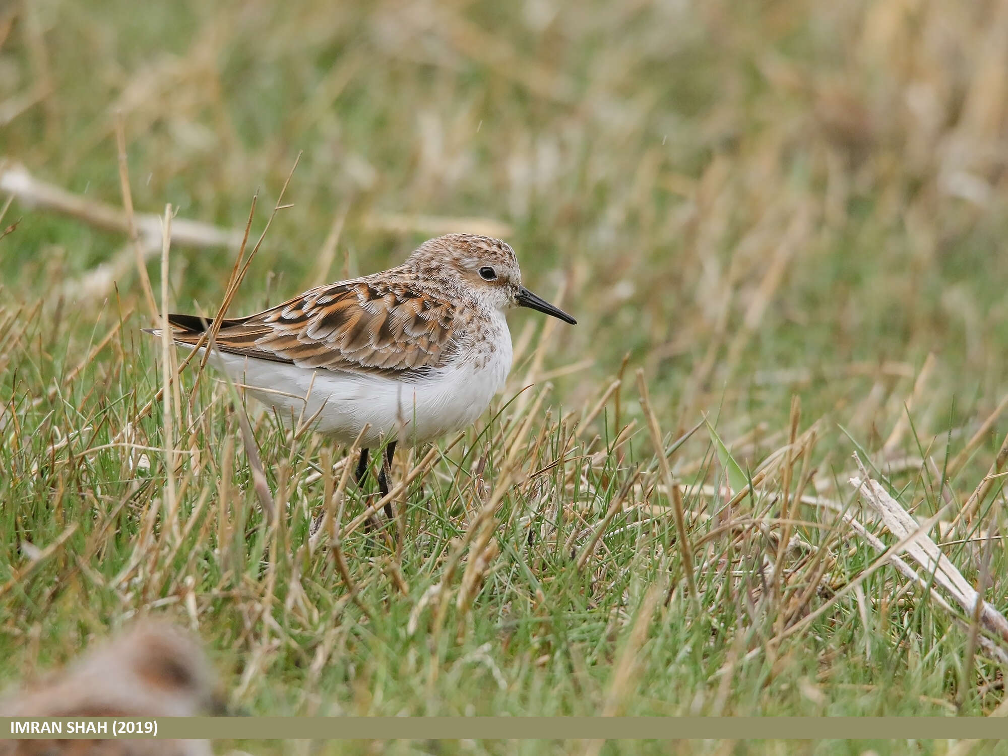 Imagem de Calidris minuta (Leisler 1812)