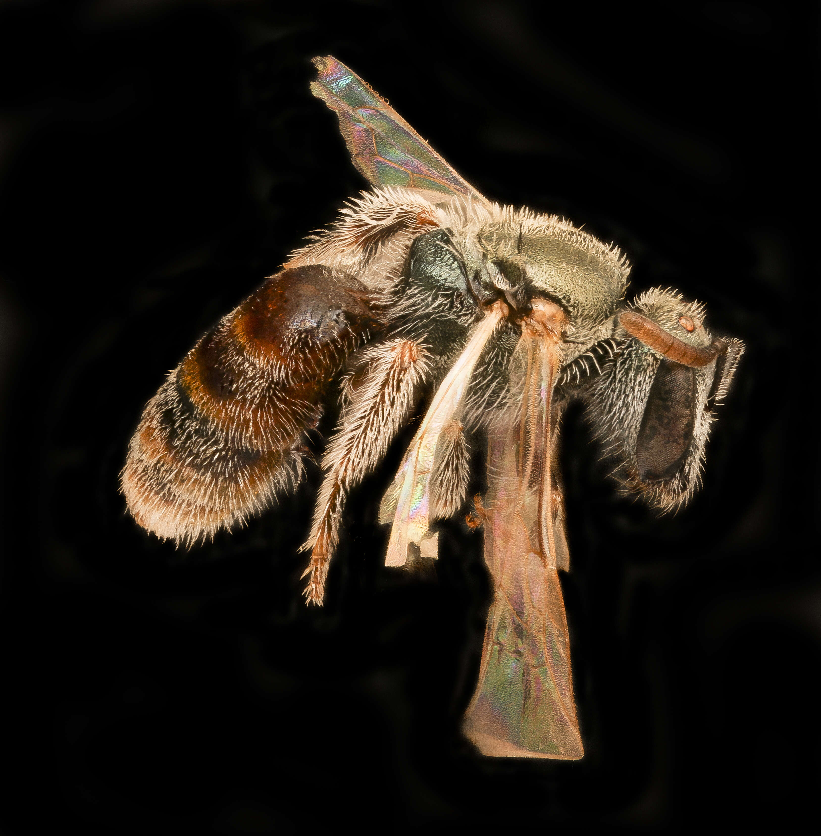 Image of sweat bees