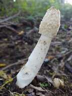 Image of Stinkhorn